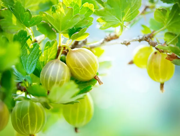 Kruisbes. verse en rijpe biologische kruisbessen groeiende — Stockfoto