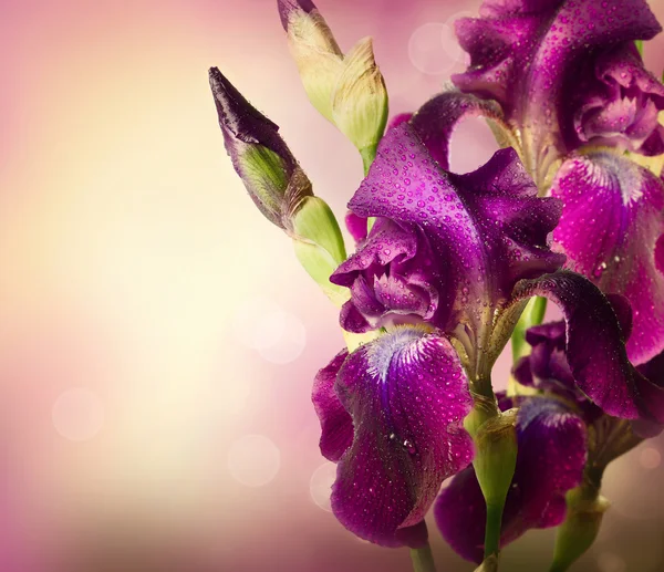 Iris Flowers Art Design. Beautiful Violet Flower — Stock Photo, Image