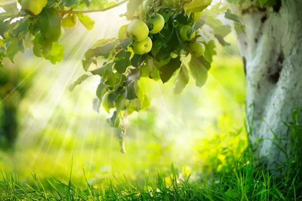 Äpplen på en gren. växande ekologiskt äpple — Stockfoto
