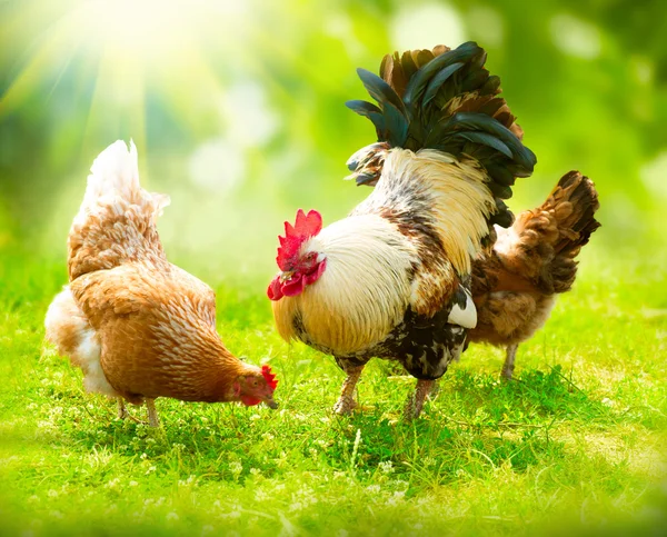 Rooster and Chickens. Free Range Cock and Hens — Stock Photo, Image