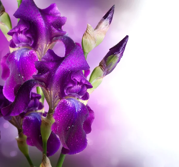 Iris Flowers Art Design. Beautiful Violet Flower — Stock Photo, Image