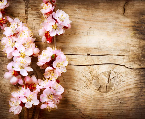 Spring Blossom over wood background — Stock Photo, Image