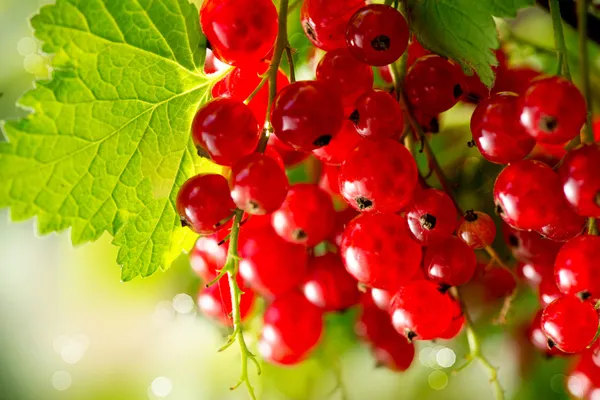 Grosella roja. Crecimiento de bayas de grosella roja orgánica madura y fresca — Foto de Stock