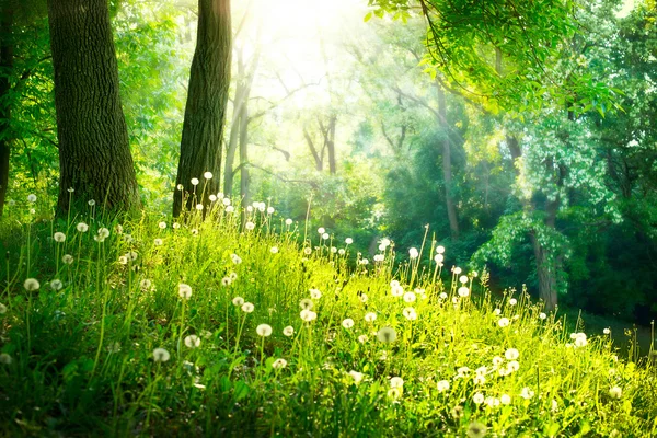 Bahar doğası. Güzel bir manzara. Yeşil Çimen ve Ağaçlar Stok Fotoğraf