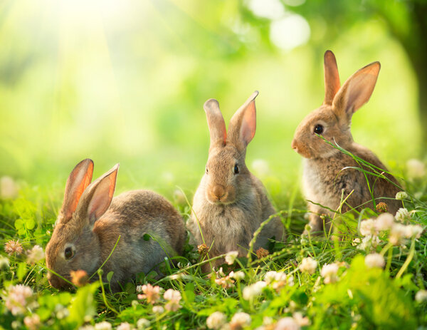 Conejos. Diseño de arte de lindos conejitos de Pascua en el prado — Imagen de stock Conejos. Diseño de arte de lindos conejitos de Pascua en el prado Imágenes De Stock Sin Royalties Gratis