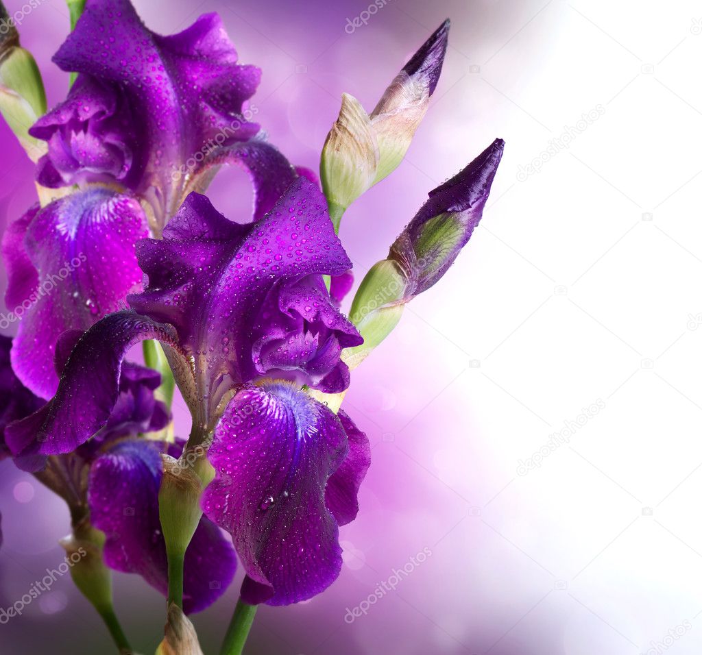 Iris Flowers Art Design. Beautiful Violet Flower — Stock Photo
