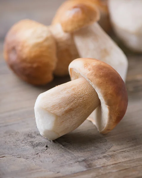 Svamp boletus över trä bakgrund. höstens cep svamp — Stockfoto