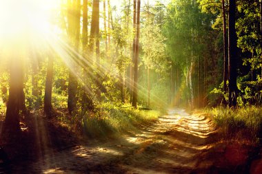 Beautiful Scene Misty Old Forest with Sun Rays, Shadows and Fog clipart