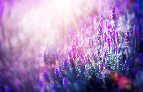 Lavendel — Stockfoto