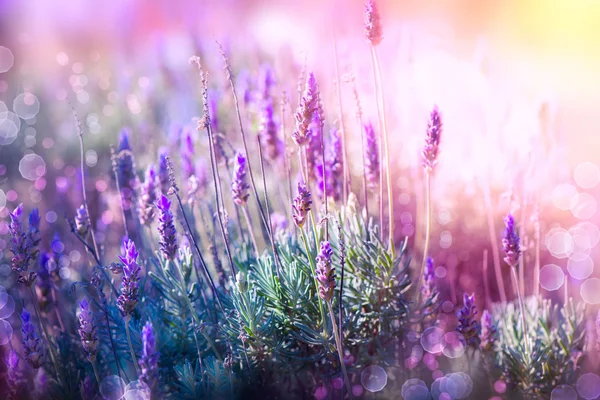 Lavendelblütenfeld. Wachsender und blühender Lavendel — Stockfoto