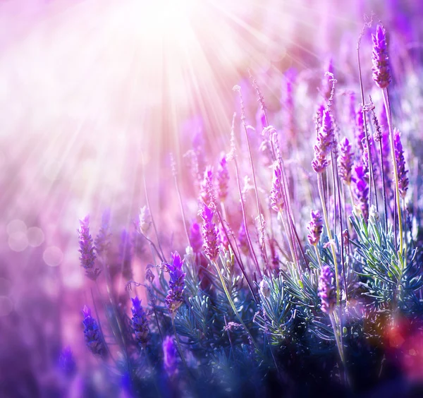 Campo de flores de lavanda. Lavanda crescente e florescente — Fotografia de Stock