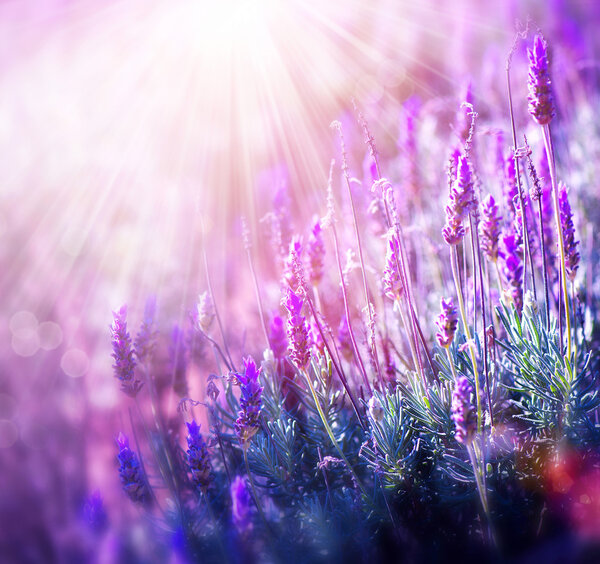 Lavender Flowers Field. Growing and Blooming Lavender — Stock Image Lavender Flowers Field. Growing and Blooming Lavender Royalty Free Stock Images