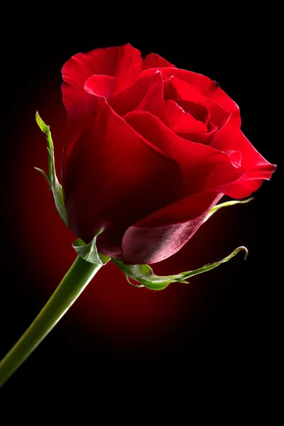 Rote Rose Blume isoliert auf schwarz. Valentinstag — Stockfoto