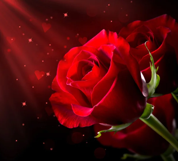 Red Rose Flower isolated on Black. St. Valentine's Day Stock Image