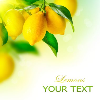 limon. Olgun limon limon ağacına asılı. limon büyüyen