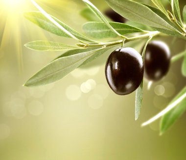 Zeytin büyüyor. Olgun siyah zeytin ağacı üzerinde