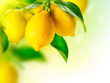limon. Olgun limon limon ağacına asılı. limon büyüyen