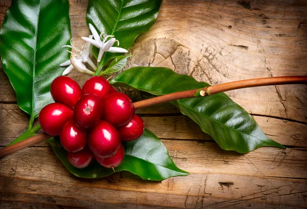 Kaffeepflanze. Rote Kaffeebohnen auf einem Zweig des Kaffeebaumes — Stockfoto