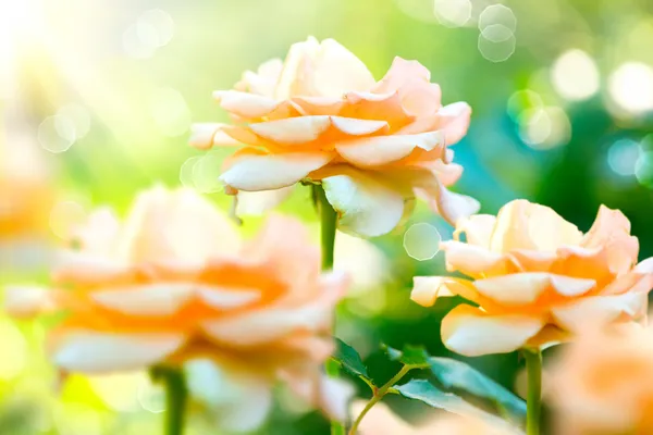 Rose Flower. Creciendo y floreciendo rosas en el jardín — Foto de Stock