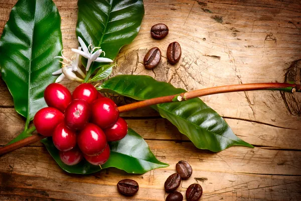 Кофейное. Красные кофейные зёрна на ветке кофейного дерева — стоковое фото