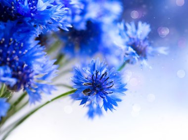 Wild Blue Cornflowers. clipart
