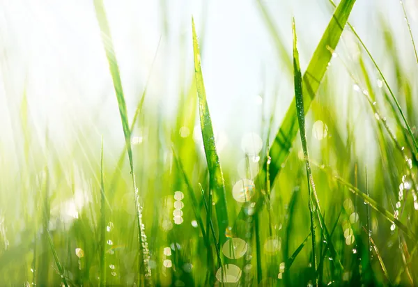 Herbe verte fraîche avec gouttes de rosée — Photo