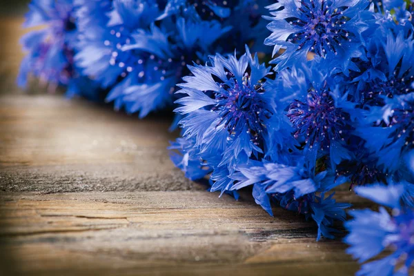 Cornflowers azul salvaje — Foto de Stock