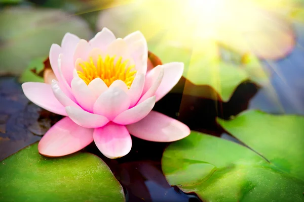 開花の浮動 waterlilly — ストック写真