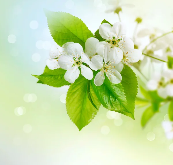 Весна Цвітіння вишні — стокове фото