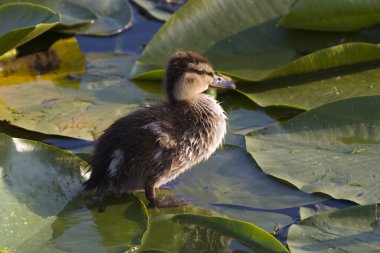 sevimli ördek yavrusu