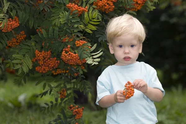 Erkek bebek ashberry ile — Stok fotoğraf