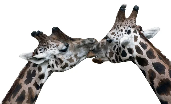 Giraffen — Stockfoto