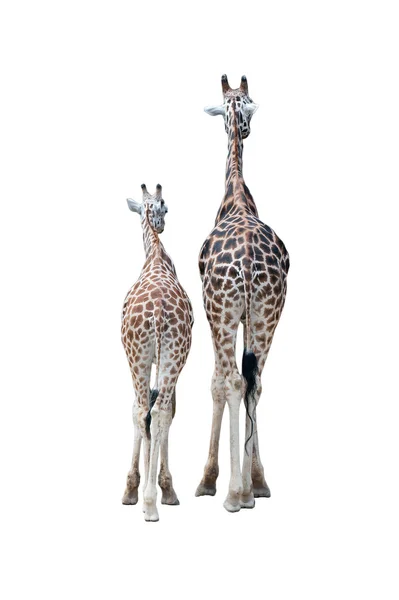 Paar van giraffen. Achteraanzicht — Stockfoto