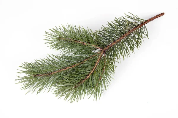 Pine branch — Stock Photo, Image