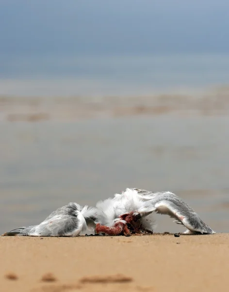 Gaviota muerta en la orilla del mar — Foto de Stock