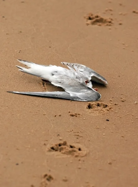 Gaivota decapitada morta — Fotografia de Stock