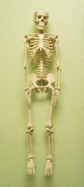 insan iskelet Kopyala