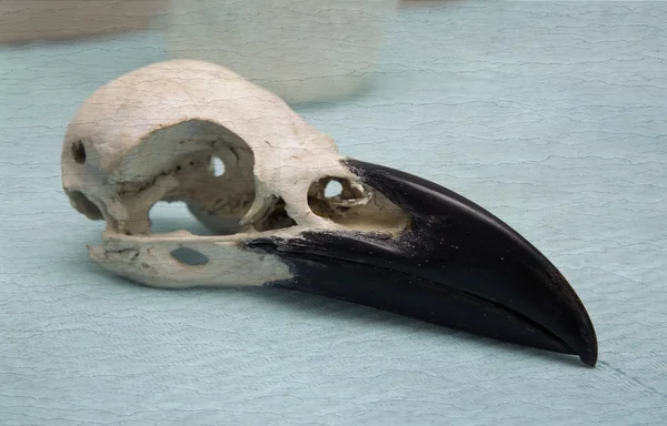 Crâne de corbeau. Grunge, filtré — Photo