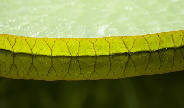 Blatt einer Wasserpflanze Victoria — Stockfoto