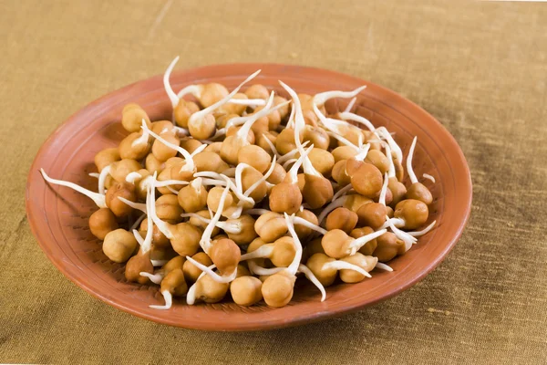 Bengal gram or black chickpeas sprouts — Stock Photo, Image