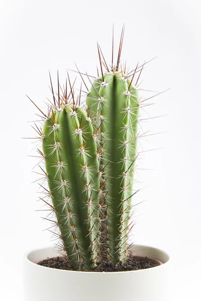 Cactus Imagen de archivo