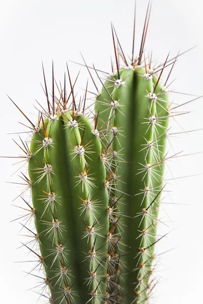 Cactus Imágenes de stock libres de derechos