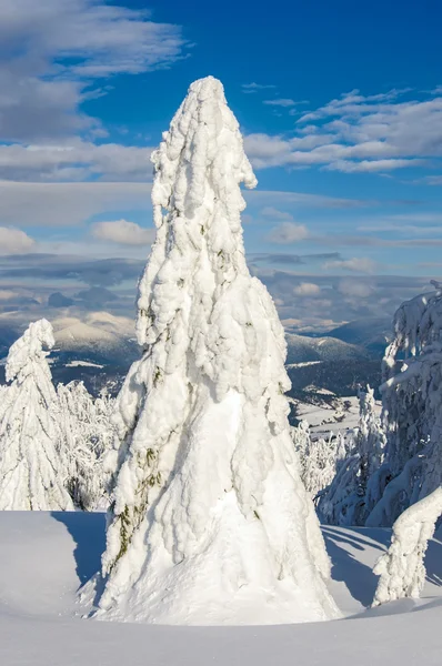 Eenzame sneeuw bedekte fir tree in winter bergen op een zonnige dag — Stockfoto