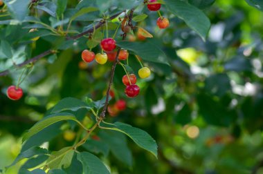 Prunus cerasus dalları olgunlaşan kırmızı, yenilebilir ekşi meyveler, ekşi kirazlar yeşil yapraklarla ağaca asılmış hasatlardan önce
