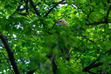 Genç, güzel, büyük gece kuşları uzun kulaklı baykuş asio otus ağaç dalında oturuyor kısmen yeşil yaprakların arasına gizlenmiş.