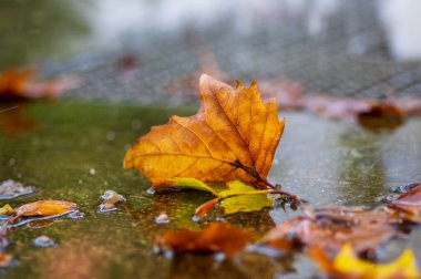 Gölette güz ağacı yaprağı, yağmurda temiz su, şehir kaldırımlarında yağmurlu hava.