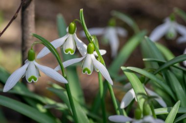Galanthus nivalis çiçekli bitkiler, parlak beyaz kar damlası doğada çiçek açıyor