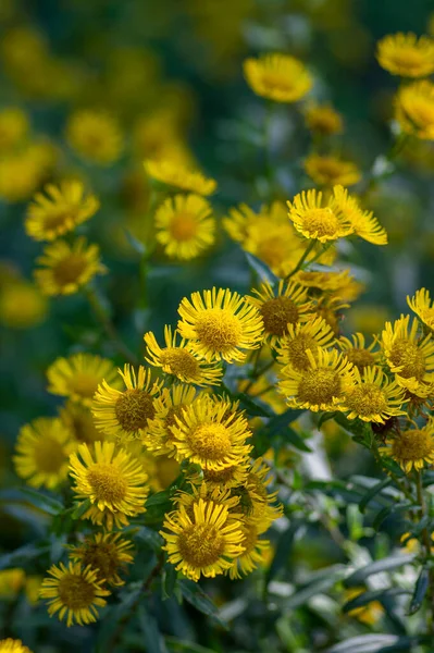 Inula Britannica İngiliz sarı başak çayır çiçekleri çiçek açmış, sarı sonbahar çiçeği bitkisi, yeşil yapraklar