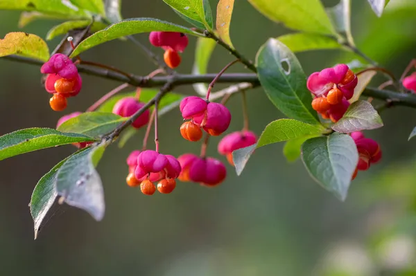 Euonymus Europaeus Európai Közönséges Orsó Kapszula Érlelés Őszi Gyümölcsök Piros — Stock Fotó