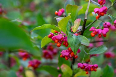 Euonymus europaeus Avrupa ortak Milli kapsülü olgunlaşan sonbahar meyveleri, turuncu tohumlu kırmızı ya da pembe renkler, sonbahar renkli yapraklar